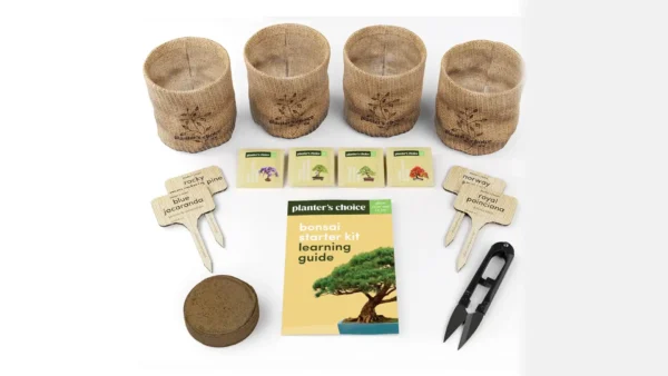 A complete bonsai tree starter kit featuring four types of seeds, labeled pots, soil discs, shears, and beginner-friendly tools, arranged neatly on a wooden table.