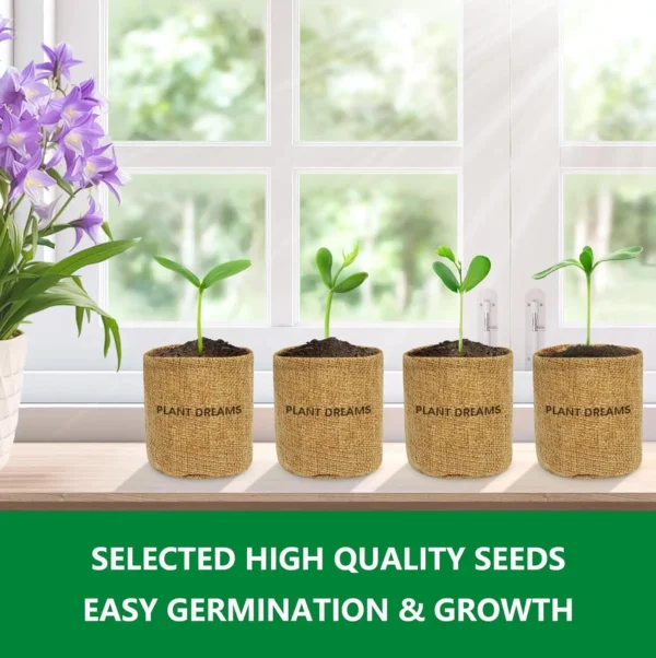 Four small plant pots with bonsai seedlings growing at different stages on a windowsill, next to a purple flower.
