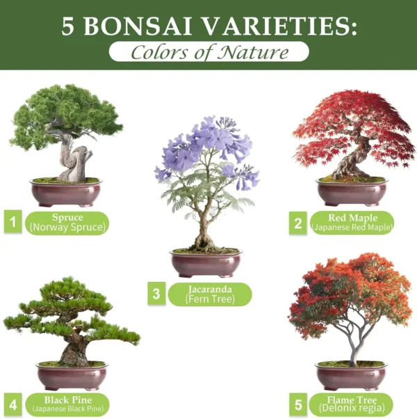 Five different bonsai tree varieties: Spruce, Red Maple, Jacaranda, Black Pine, and Flame Tree displayed with colorful foliage.