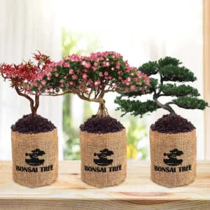 Three bonsai trees in jute bags—Japanese Maple, Azalea, and Black Pine—on a wooden surface indoors.