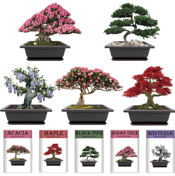 Five types of bonsai trees—Azalea, Black Pine, Wisteria, Judas Tree, and Maple—displayed with matching labeled seed packets.